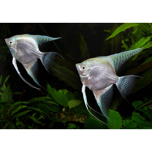 Скалярия «Платина Жемчуг» — селекционная форма обыкновенной скалярии (Pterophyllum scalare). Название получила благодаря светло-серебристой чешуе, которой покрыто тело.