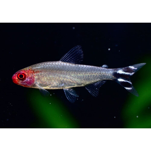 Родостомус (красноносая тетра, Hemigrammus rhodostomus) — небольшая рыбка из семейства Харациновые.