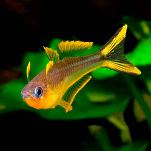 Pseudomugil furcatus — вид рыбки, известный как попондетта фурката (вильчатохвостая синеглазка). Это небольшая стайная рыбка из семейства Псевдомугиловые.