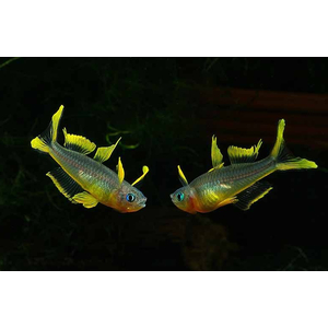 Pseudomugil furcatus — вид рыбки, известный как попондетта фурката (вильчатохвостая синеглазка). Это небольшая стайная рыбка из семейства Псевдомугиловые.