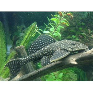 Hypostomus plecostomus — вид лучепёрых рыб из семейства кольчужных сомов, обыкновенный сомик-нижнерот. Первое научное описание было сделано Карлом Линнеем в 1758 году.