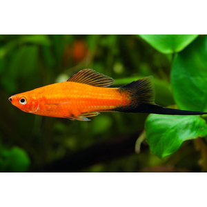 Меченосец берлинский (Xiphophorus hellerii) — искусственно выведенная порода аквариумных рыбок. Это гибрид между обычным зелёным меченосцем и пецилией чернохвостой.