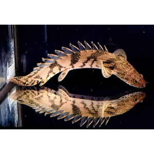 Polypterus endlicheri — пресноводная лучепёрая рыба из семейства Многоперовые. Второе название — тигровый полиптерус — за характерные тёмные полосы поперёк тела.