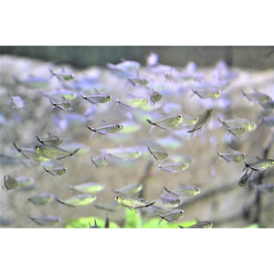 Тетра коста (Moenkhausia costae) — пресноводная лучепёрая рыбка из семейства Харациновые.