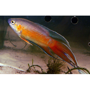 Macropodus opercularis super red — селекционная форма макропода (Macropodus opercularis). Дикие особи этого вида редки в аквариумах, так как он разводится на коммерческой основе.