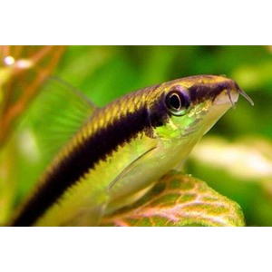 Crossocheilus siamensis (САЕ — от английского Siamese Algae Eater) — сиамский водорослеед, представитель семейства карповых. В аквариумных условиях выступает естественным «санитаром», активно поедая нитчатые водоросли и мягкие зелёные обрастания.