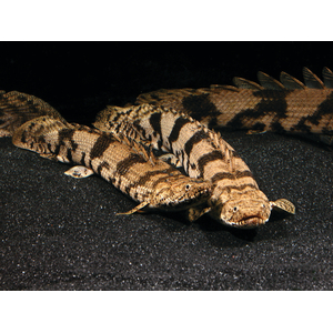 Polypterus endlicheri — пресноводная лучепёрая рыба из семейства Многоперовые. Второе название — тигровый полиптерус — за характерные тёмные полосы поперёк тела.