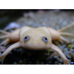 Xenopus laevis — вид южноафриканской водной лягушки рода шпорцевые лягушки. Также известна как гладкая шпорцевая лягушка или (по-местному) платанна.