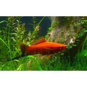 Меченосец берлинский (Xiphophorus hellerii) — искусственно выведенная порода аквариумных рыбок. Это гибрид между обычным зелёным меченосцем и пецилией чернохвостой.