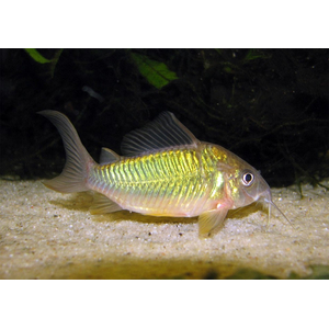 Brochis splendens — вид лучепёрых рыб из семейства панцирных сомов, известный также под названиями: зелёный сомик, зелёный брохис, изумрудный сомик. Некоторые систематики относят этот вид к сестринскому роду коридорасов (лат. Corydoras splendens).