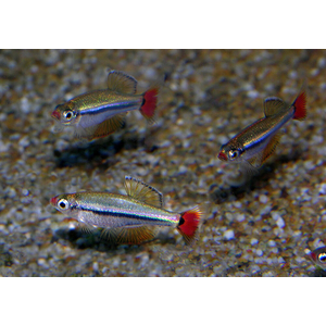 Кардинал (Tanichthys albonubes) — небольшая аквариумная рыбка из семейства карповых. Название получила за присутствие в окрасе красного цвета, напоминающего цвет мантии высокопоставленных священников Католической церкви.