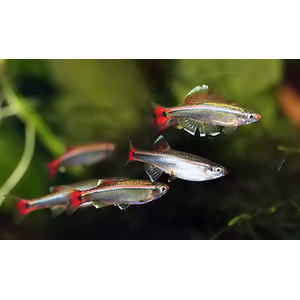 Кардинал (Tanichthys albonubes) — небольшая аквариумная рыбка из семейства карповых. Название получила за присутствие в окрасе красного цвета, напоминающего цвет мантии высокопоставленных священников Католической церкви.