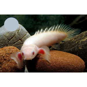 Polypterus senegalus albino — альбиносная форма полиптеруса сенегальского (Polypterus senegalus). Это вид пресноводных лучепёрых рыб из семейства многопёровых.