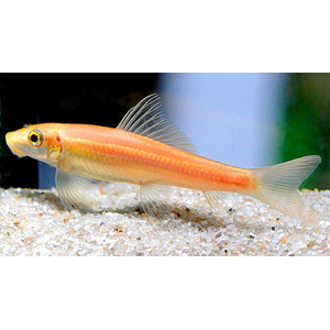 Гиринохейлус (Gyrinocheilus aymonieri), также известный как «китайский водорослеед», — аквариумная рыба, которая помогает бороться с водорослями.