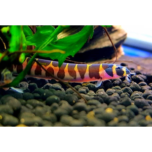 Акантофтальмус Кюля (Pangio kuhlii) — пресноводная лучепёрая рыбка из семейства Вьюновые. Назван в честь немецкого зоолога Генриха Куля, который первым описал вид.