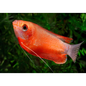 Гурами медовый красный — селекционная форма медового гурами, отличающаяся более насыщенной красновато-медовой окраской. Относится к подотряду Лабиринтовые и семейству Макроподовые.