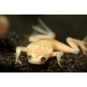 Hymenochirus boettgeri — вид земноводных семейства пиповых, также известен как карликовый когтеносец или когтеносец Бёттгера. Видовое название дано в честь немецкого зоолога Оскара Бёттгера (1844–1910).