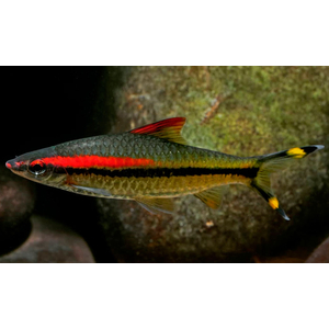 Барбус Денисони (Sahyadria denisonii) — вид пресноводных рыб семейства карповых. Назван в честь Уильяма Томаса Денисона (1804–1871), губернатора города Мадрас (Индия) с 1861 по 1866 год.