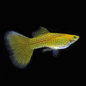 Жёлтая кружевная гуппи (yellow lace guppy) — селекционная форма обыкновенного гуппи (Poecilia reticulata). Это одна из многих уникальных окрасок Poecilia reticulata, выведенных в результате селекционного разведения.