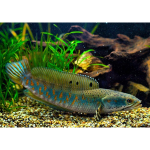 Змееголов пульхера (научное наименование — Channa pulchra) — пресноводная лучепёрая рыба из семейства Змееголовые. Впервые описана как новый вид в 2007 году исследователем Р. Бритцем. С 2010-х годов стала популярна среди аквариумистов.