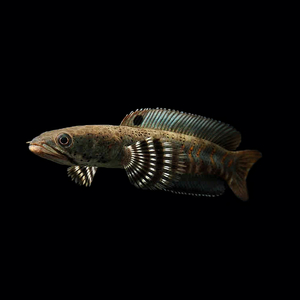 Змееголов пульхера (научное наименование — Channa pulchra) — пресноводная лучепёрая рыба из семейства Змееголовые. Впервые описана как новый вид в 2007 году исследователем Р. Бритцем. С 2010-х годов стала популярна среди аквариумистов.