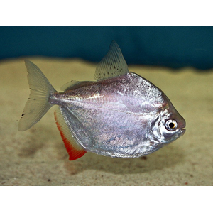 Metynnis argenteus — пресноводная лучеперая рыба из семейства Харациновые. Нередко называется «серебряным долларом» или «рыбкой долларом».