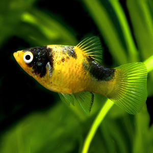 Bumblebee Platy или Пецилия Пчёлка (Xiphophorus maculatus) — селекционная форма рыбы-пецилии, известная жёлто-чёрной окраской тела, напоминающей окраску пчёлы. Это результат селекционного разведения, в природе не встречается.