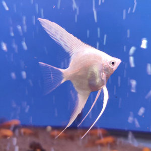 Скалярия «Платина Жемчуг» — селекционная форма обыкновенной скалярии (Pterophyllum scalare). Название получила благодаря светло-серебристой чешуе, которой покрыто тело.