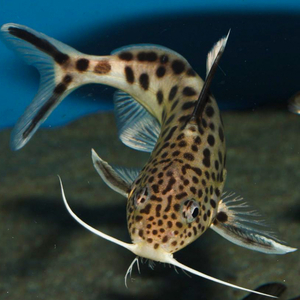 Synodontis multipunctatus — пресноводная рыбка из семейства Перистоусых сомов, известная как синодонтис многопятнистый или сом-кукушка.