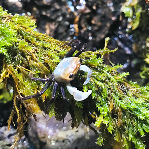 Lepidothelphusa padawan Borneo Panda Crab — редкий вид карликовых крабов, происходящий с острова Борнео.