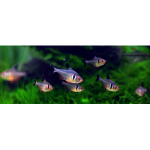 Тетра-фантом (чёрный орнатус, научное наименование — Hyphessobrycon megalopterus) — вид тропических пресноводных лучепёрых рыб из семейства харациновых.