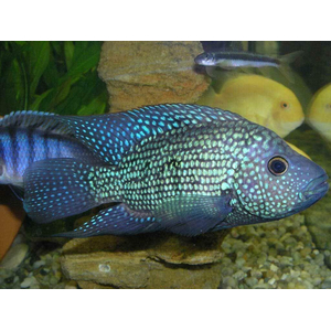 Cichlasoma cyanoguttatum (цихлазома бриллиантовая, цихлазома жемчужная) — пресноводная лучеперая рыба из семейства Цихловые.