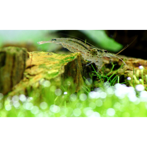 Caridina multidentata — пресноводная креветка из семейства Atyidae отряда десятиногих ракообразных, среди аквариумистов известна под названием креветка Амано.