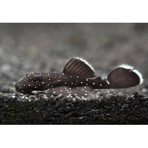 Ancistrus hoplogenys — латинское название звёздчатого анциструса — вида лучепёрых рыб из семейства кольчужных сомов, аквариумной рыбки.