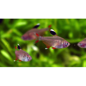 Hyphessobrycon bentosi — вид рыб из рода хифессобриконов (орнатусов), известный также как обыкновенный орнатус или изысканная тетра.