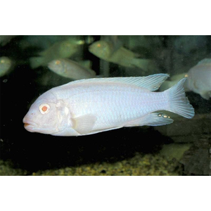 Pseudotropheus pindani «Снежный принц» (альбиносная форма псевдотрофеуса Пиндани, также известная как Pseudotropheus socolofi albino) — селекционная форма малавийской цихлиды. Отличается белоснежной окраской тела и ярко-красными глазами.