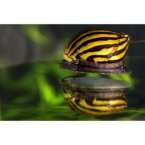 Neritina natalensis — вид пресноводных улиток-неритин, также известен как улитка-зебра. Принадлежит к классу Брюхоногие моллюски.