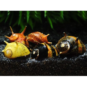 Clithon donovani Sun Snail — некрупный представитель семейства Neritina, популярный в аквариумистике. Также известна как «Солнечная рогатая» (пресноводная рогатая).