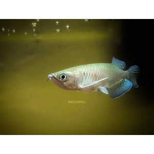 Scleropages jardini — вид пресноводных костистых рыб, известный как австралийская аравана, жемчужная арована или северная саратога.