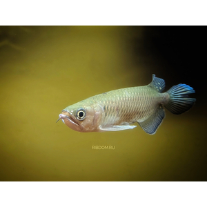 Scleropages jardini — вид пресноводных костистых рыб, известный как австралийская аравана, жемчужная арована или северная саратога.