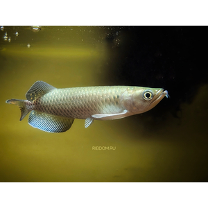 Scleropages jardini — вид пресноводных костистых рыб, известный как австралийская аравана, жемчужная арована или северная саратога.