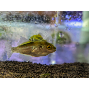 Auriglobus modestus — латинское название золотого тетраодона (бронзового тетраодона) — пресноводной рыбы семейства иглобрюхих.