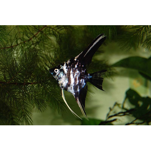 Скалярия мраморная — селекционная форма обыкновенной скалярии (Pterophyllum scalare). В природе таких рыбок встретить не получится.