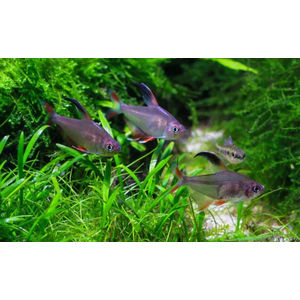 Hyphessobrycon bentosi — вид рыб из рода хифессобриконов (орнатусов), известный также как обыкновенный орнатус или изысканная тетра.