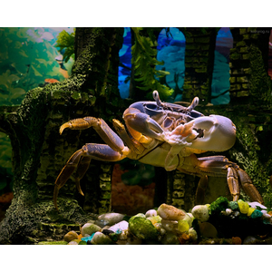 Cardisoma armatum — радужный краб, ракообразное из отряда Десятиногие раки. Также известен под названиями краб индиго (за характерную окраску) и краб патриот (из-за того, что в природе крепко привязан к своему жилищу).