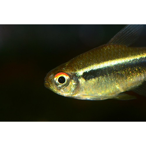 НЕОН ЧЕРНЫЙ, НЕОН ЧЕРНЫЙ купить, НЕОН ЧЕРНЫЙ содержание, НЕОН купить, — вид пресноводных лучепёрых рыб из семейства харациновых, чёрный неон (чёрный неон Аксельрода). Вид назван в честь американского исследователя доктора Герберта Аксельрода.