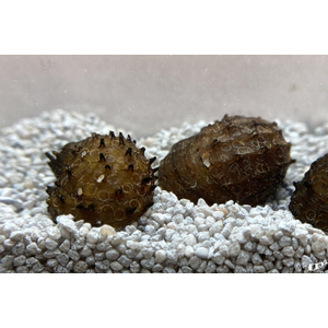 Neritina juttingae (другие названия — «королевский ёжик», «неритина ёжик») — мелкая африканская улитка из семейства Neritidae. Получила широкое распространение в аквариумистике благодаря высоким декоративным качествам и способности поедать водоросли.