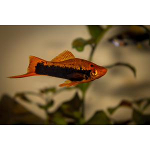Red Tuxedo Swordtail — название кубинского меченосца (цветной морфы меченосцев). Это гибрид между обычным Зелёным меченосцем и Пецилией тукседо. Название «кубинец» вид получил за то, что ранее завозился в СССР только с Кубы.