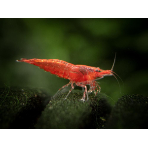 Креветка вишня (Neocaridina heteropoda) — вид пресноводных креветок из семейства Atyidae. Название получила из-за насыщенной красной окраски.