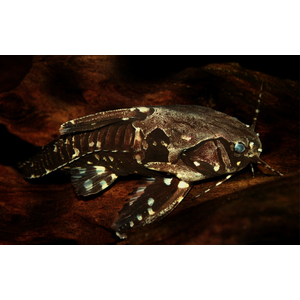 Agamyxis albomaculatus — латинское название белопятнистого агамиксиса (звёздчатого агамиксиса) — вида сомов семейства броняковых.